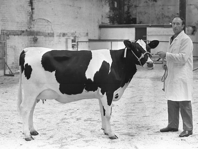Fred Duncan from Crumlin with the Friesian supreme champion heifer at the Banbridge show and sale in September 1981. Picture: Farming Life archives