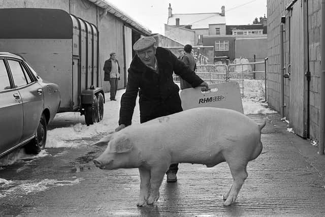 Pictured in December 1981 at a show and sale of Landrace pigs which was held at Cookstown is Ashley Armstrong from Omagh with one of his Norwegian Landrace boars. Picture: Farming Life archives/Darryl Armitage