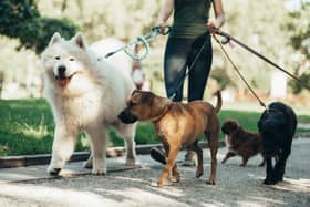 Dog walkers could be fined for having their dogs off the lead in areas it's not permitted in Fenland