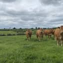 Beef farmers are being urged to take part in this new study