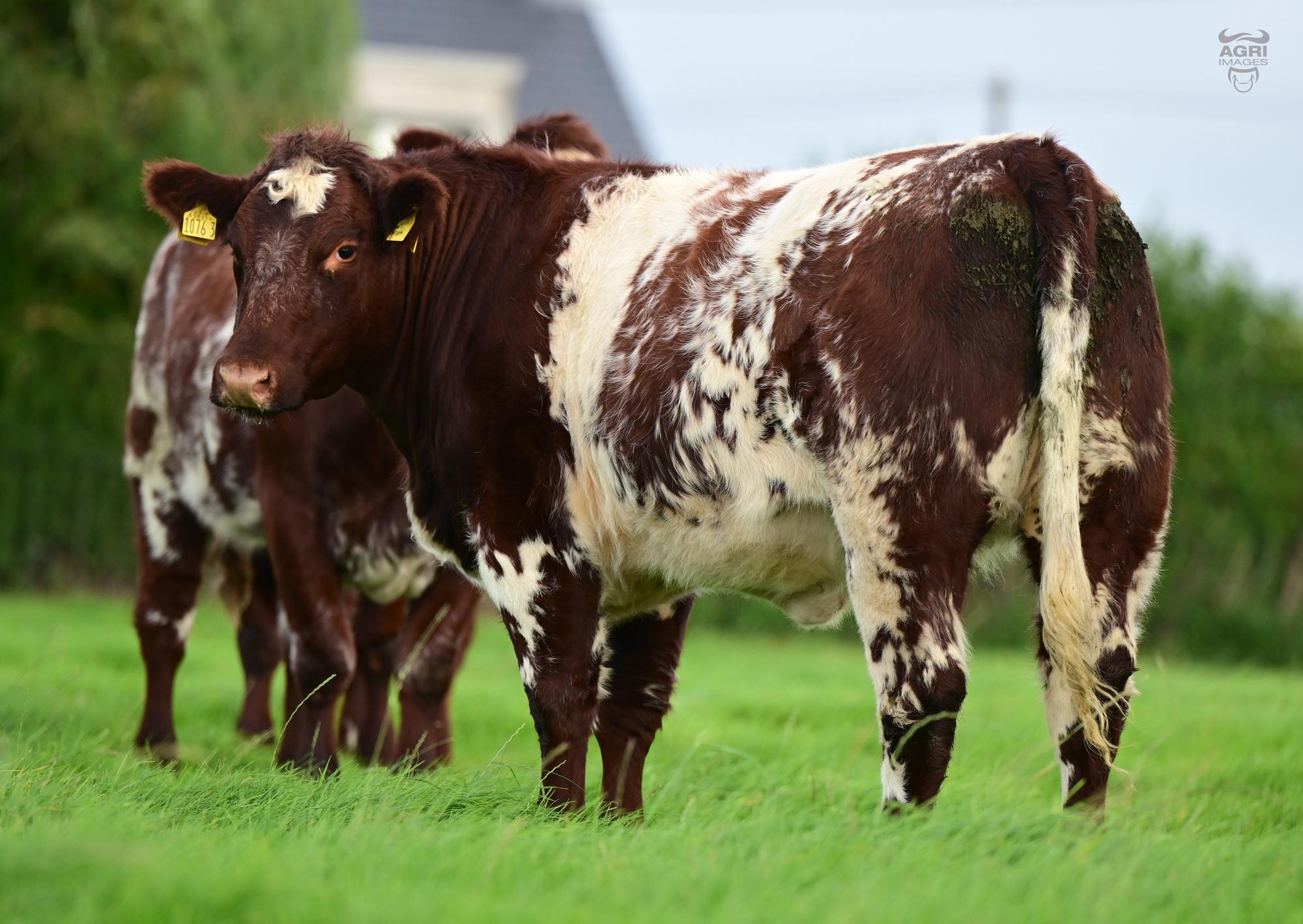 Glebefarm Melody Wren is a very special May '25 born daughter of Galla Sonic.Stock can be purchased for export to UK and ROI