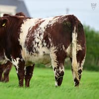 Champion herd opens the gates: Glebefarm offers breeding females for the first time