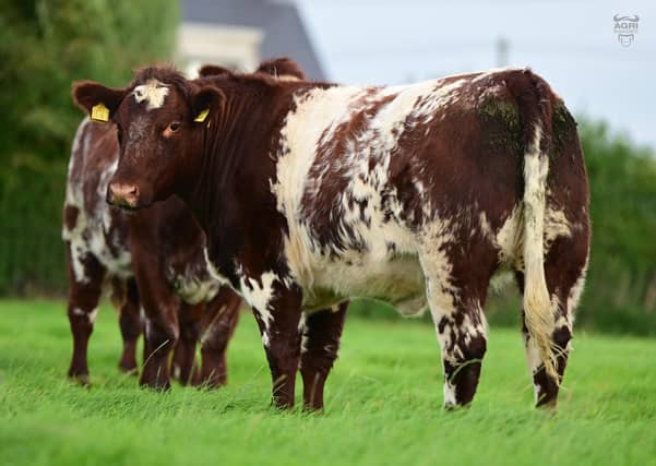 Glebefarm Melody Wren is a very special May '25 born daughter of Galla Sonic.Stock can be purchased for export to UK and ROI