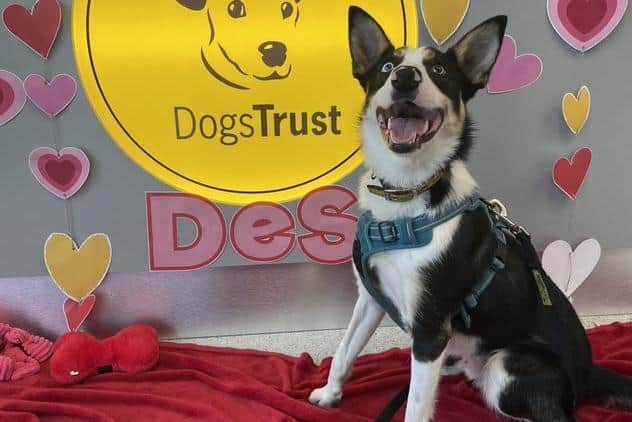 Desmond will celebrate his first birthday on 14 of February. (Pic: Dogs Trust)