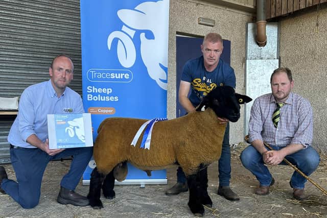 Second Prize Ram Lamb and Reserve Champion from Campbell & Jason Watson sold for 1000gns to CM Cars, Co. Antrim. Pic: Suffolk Club