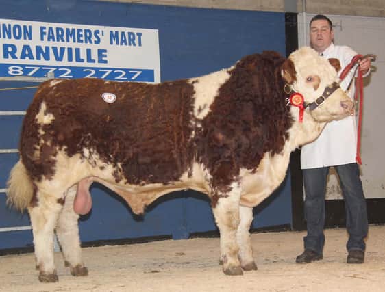 Top priced bull at the NI Simmental Club's Dungannon show and sale was Scribby Farms Barney which realised 4,200gns for Messrs Nelson, Rosslea, Co Fermanagh. Picture: Julie Hazelton