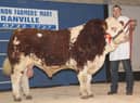 Top priced bull at the NI Simmental Club's Dungannon show and sale was Scribby Farms Barney which realised 4,200gns for Messrs Nelson, Rosslea, Co Fermanagh. Picture: Julie Hazelton