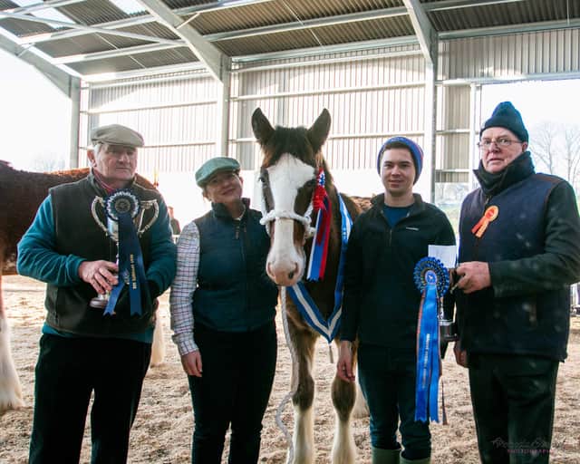 Foal and reserve overall champion – Bratlach Sergeant with Jill McAllister, owner John Drummond, judge Tony Bull and sponsor Craig Hanna. (Picture courtesy of Amanda Stewart Photography)