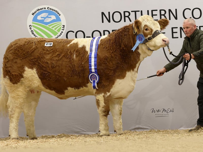 Drumagarner Scarlett (P) 4600gns