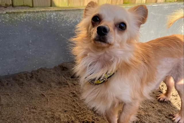 Bobbin is a sweet little five-year-old Chihuahua. (Pic: Dogs Trust)