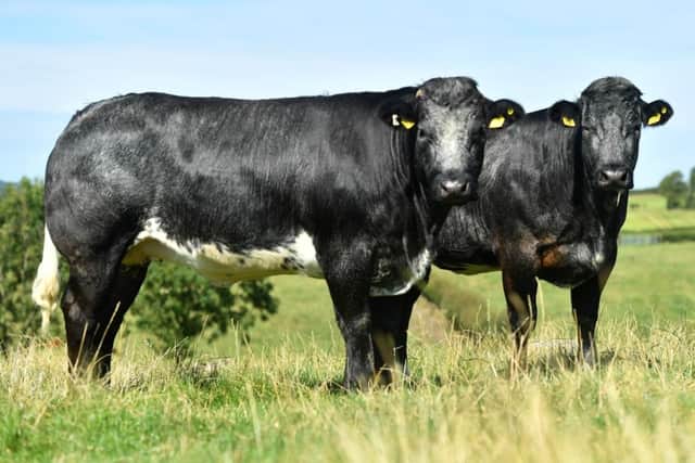 There are a number of black Limousin and British Blue sired heifers for sale at the Leading Ladies Sale set to take place at Ballymena Mart on Wednesday 19th October