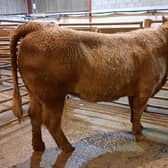 Downpatrick cattle sale, Monday 20th November 2023, a Ballykinler farmer topped the heifer category on the night with lot 316, a Charolais female at 658kg which sold for £1470. Picture: Downpatrick Mart
