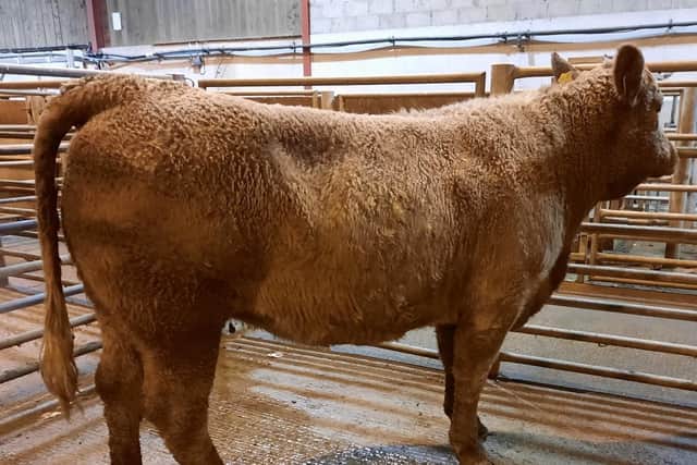 Downpatrick cattle sale, Monday 20th November 2023, a Ballykinler farmer topped the heifer category on the night with lot 316, a Charolais female at 658kg which sold for £1470. Picture: Downpatrick Mart
