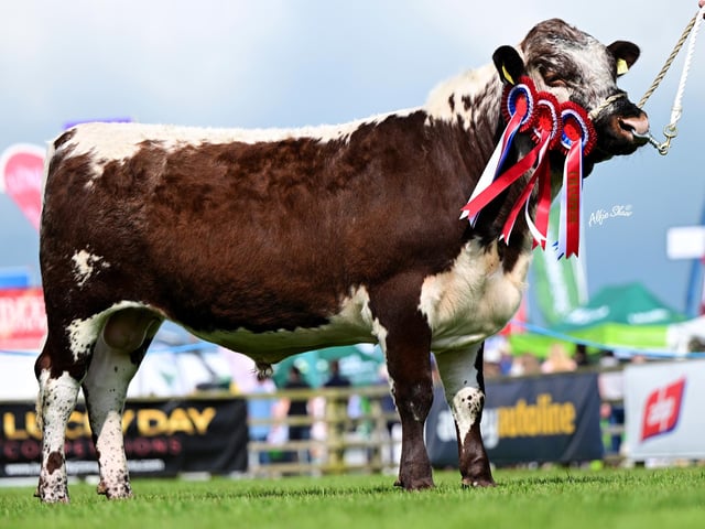 Junior Champion and Male Champion ' Curraghnakeely Sportsman 0633' exhibited by N & M Moilies (Nigel Edwards & Michelle McCauley