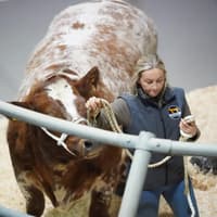 Record breaking night at C&M Tumilty in-calf heifer sale