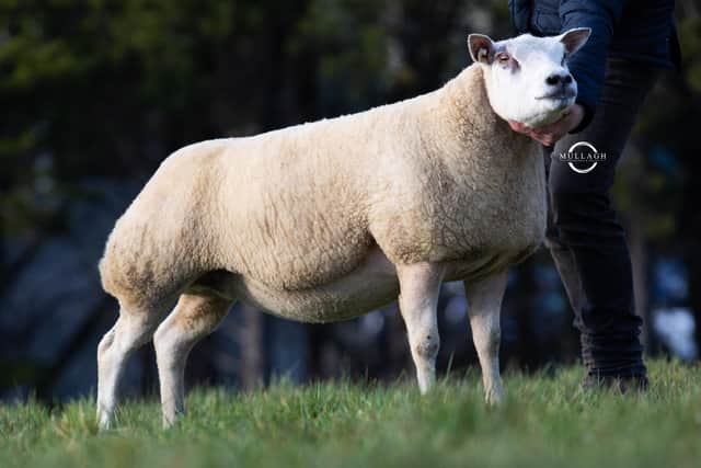 Andrew and Jamie McCutcheon’s third place Shearling Ewe Bodoney Gemini ET, purchased by PJ Kerr from Emyvale for 680gns