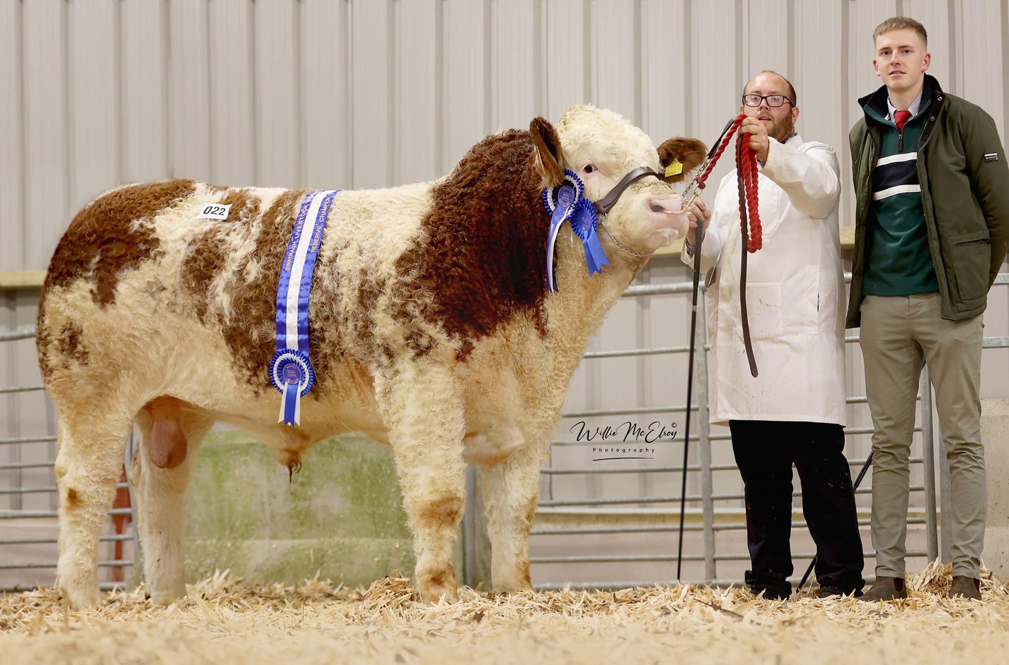 Simmentals in strong demand at Swatragh