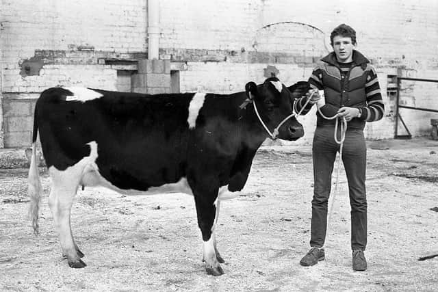Mr Barry McLean of Donaghamore, Dungannon pictured in January 1983 with his first prize Friesian at a breed show and sale which was held at Banbridge by the NI Friesian Breeders Club. Picture: Farming Life/News Letter archives