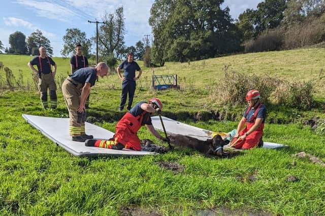 Crews gently hauled the calf out of the mud and to the side of the bog. (Pic: RSPCA)