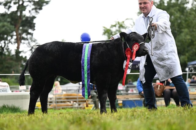 The reserve commercial Limousin champion was Sassy, a 2023 born heifer calf exhibited by Pearce McIlroy, and owned by Ivan Lynn, Armoy. Picture: Kathryn Shaw, Agri-Images
