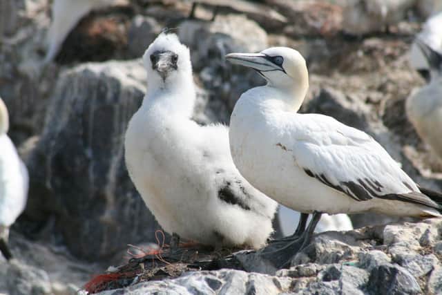 Immature Gannet with a chick, Grassholm. Credit: RSPB