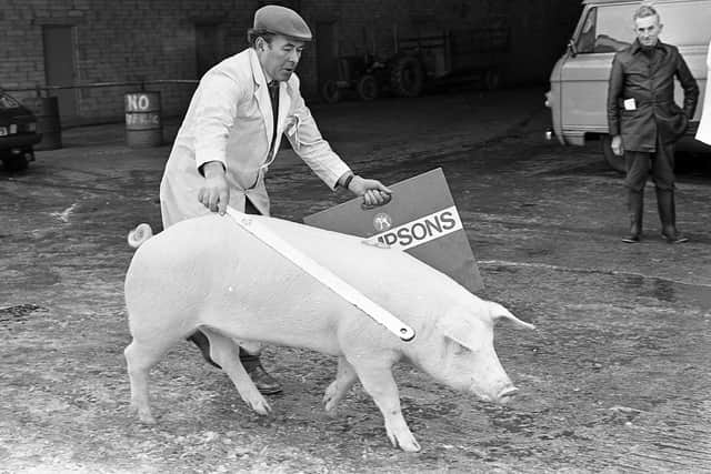 Pictured in December 1981 at a show and sale of Landrace pigs which was held at Cookstown is James Gabbie from Crossgar with his champion boar and reserve champion, which made a top price of 670 guineas. Picture: Farming Life archives/Darryl Armitage