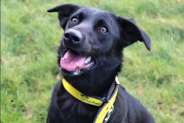 Missy is a two-year-old Labrador cross who is a super fun loving, energetic and sweet natured girl. (Picture: Dogs Trust)