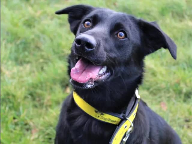 Missy is a two-year-old Labrador cross who is a super fun loving, energetic and sweet natured girl. (Picture: Dogs Trust)