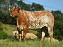 The use of Cogent sexed ultra 4M semen is a progressive move by farmer James Alexander who recognises that his potential buyers value having a superior genetic heifer calf in utero when selecting herd replacements from him
