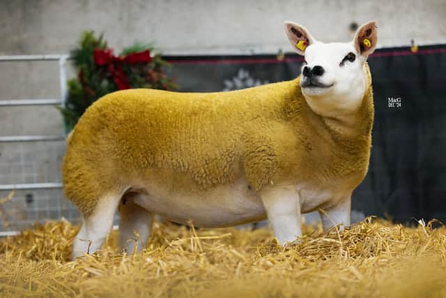 3.8k gimmer.