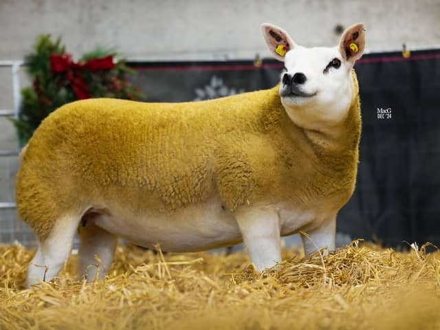 3.8k gimmer.