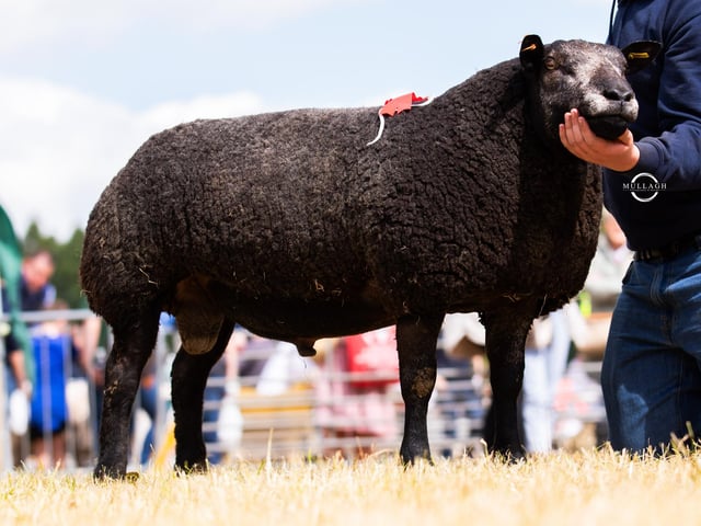 The first place Shearling Ram from Gillian Kennedy.