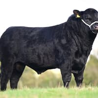 Catalogues available for Aberdeen Angus sale at Ballymena on November 14