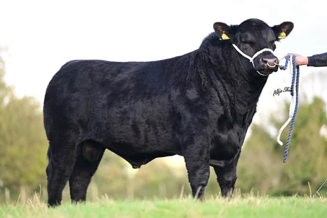 The stylish March 2025 born Crew Jackpot B684 (lot 3) sells at the Aberdeen Angus Club’s forthcoming sale in Ballymena.