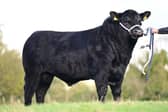 The stylish March 2025 born Crew Jackpot B684 (lot 3) sells at the Aberdeen Angus Club’s forthcoming sale in Ballymena.