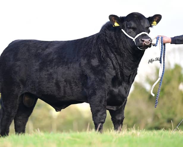 The stylish March 2025 born Crew Jackpot B684 (lot 3) sells at the Aberdeen Angus Club’s forthcoming sale in Ballymena.