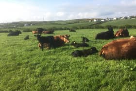 A former head teacher, Mr Harpur runs a herd of 60 suckler cows, comprising Limousin crosses and Simmental crosses.