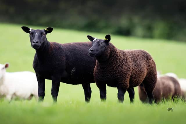 Dutch Spotted Commercial Ewe & Lamb. Pic: MacGregor Photography