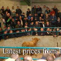 Springing heifers selling to £3220 at Hilltown Mart