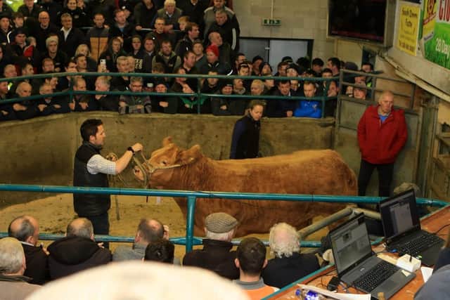 A packed ring on Tuesday night at Hilltown Saleyard's annual Christmas show and sale watched the overall champion exhibited by A and A Callaghan sell for £3400
