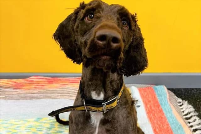 Maeve is almost two years old and is an energetic cockapoo. (Pic: Dogs Trust)
