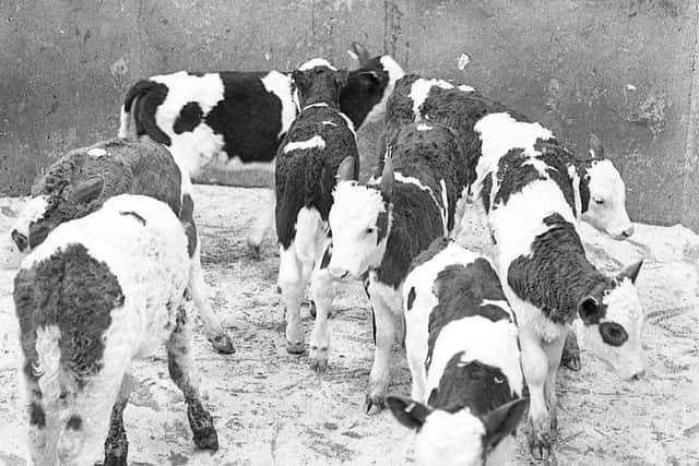 Pictured in January 1983 at the Allams show and sale of quality calves which was held at Newtownards are some of the fine show of calves which were on offer. Picture: Farming Life/News Letter archives