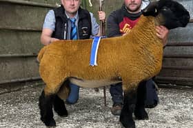 2nd Prize Ram Lamb & Reserve Champion from Shaun & Brian Dickson selling for 680gns. Pic: Suffolk club
