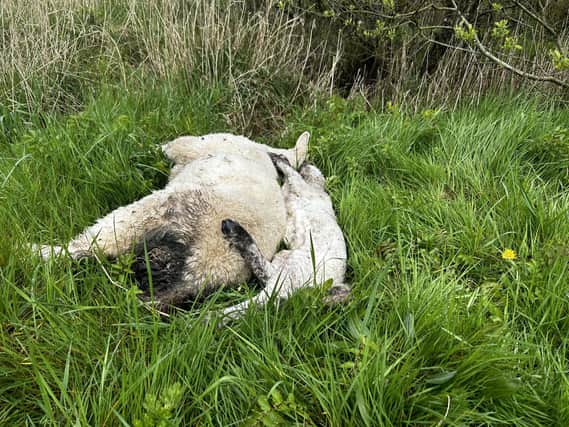 The dumped sheep pictured on Thursday morning, 25th April