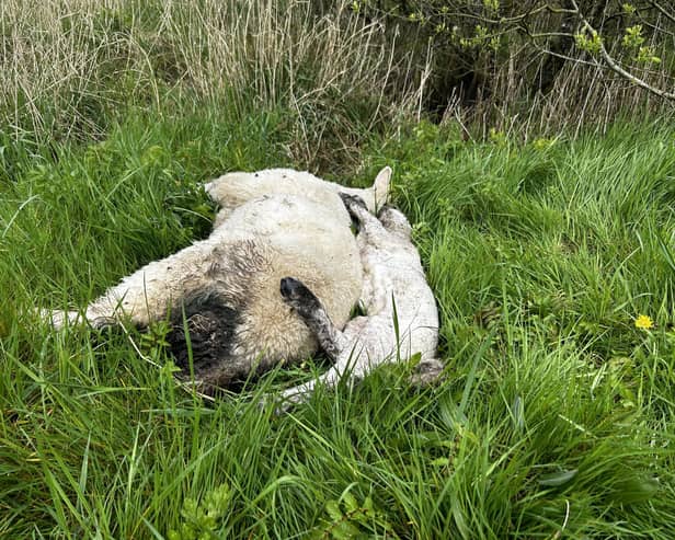 The dumped sheep pictured on Thursday morning, 25th April
