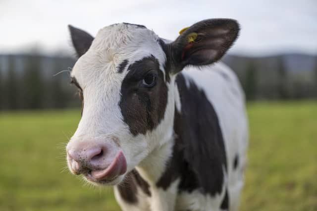 Hilda is part of the Cool Cows project, which aims to establish a nucleus of highly methane-efficient animals. Picture by Phil Wilkinson / SRUC