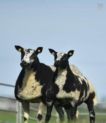 There are a number of exciting prospects for those wishing to source quality Dutch Spotted females at the forthcoming Springtime Sparklers with several of the best flocks in the country represented at the sale.