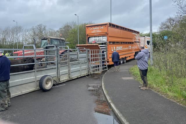 Cow being loaded onto new transport. (Pic supplied by IVC Evidensia Farm Vets)