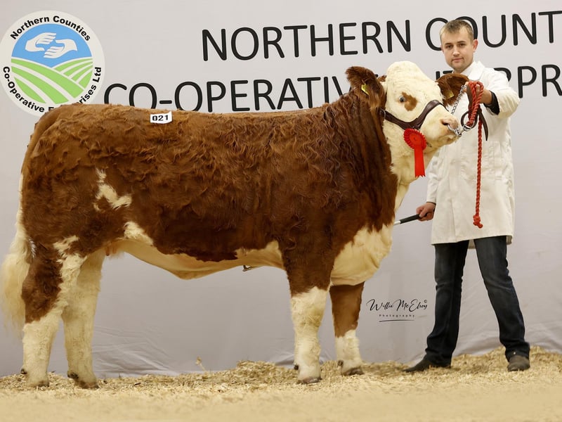 Haystar Beauty 6 9200gns
