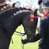 It's hard to believe that the 2023 Balmoral Show is done and dusted. Picture: Joanne Knox